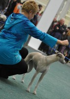 /album/cacib-trencin-29-1-2012/ronja-trencin-jpg/